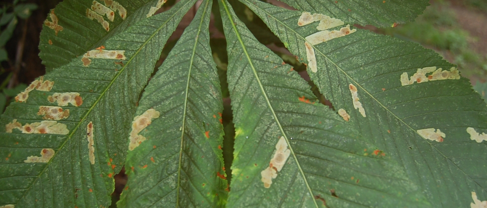 Vaizdo rezultatas pagal užklausą „pests tree“