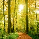 woodland management plans