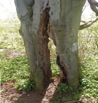 decay detection - tree cavity due to decay fungus